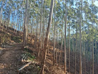 Área rural, foto 6