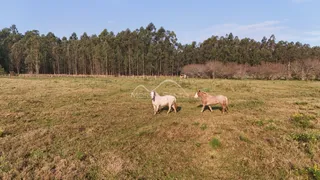 Campo gramado com dois cavalos e uma linha de árvores ao fundo.