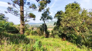 Vista de vegetação densa e árvores em uma área rural.