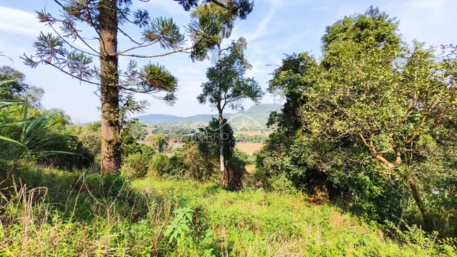 Vista de vegetação densa e árvores em uma área rural.