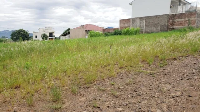Vista de um terreno com vegetação alta e terra no primeiro plano.