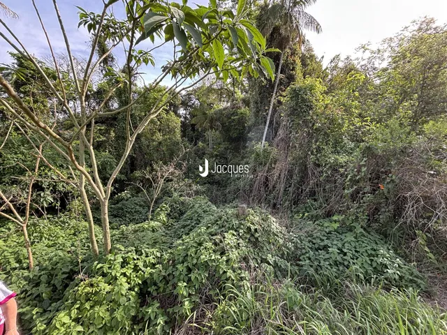 Vista da vegetação densa ao redor da propriedade em Lajeado.