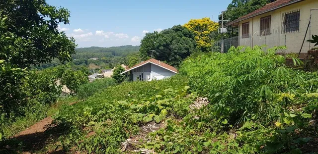 Paisagem de vegetação densa em uma encosta.