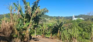 Paisagem de vegetação tropical com uma estrada de terra em Lajeado.
