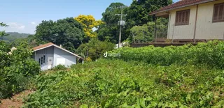 Vista de vegetação densa em uma propriedade.