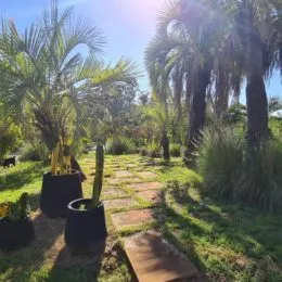 Vista externa mostrando um jardim com palmeiras e grama.