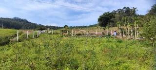 Vista de uma área verde com vegetação densa e árvores no exterior da propriedade.