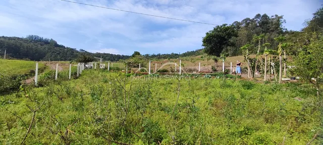 Vista de uma área verde com vegetação densa e árvores no exterior da propriedade.
