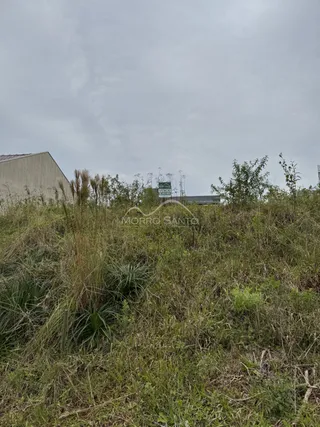 Vista externa de vegetação alta e grama no terreno.