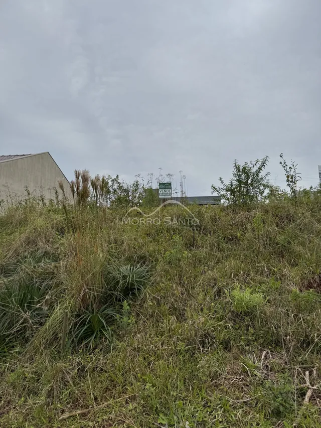 Vista externa de vegetação alta e grama no terreno.