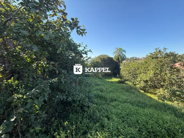 Vista da vegetação densa e verde em um terreno.