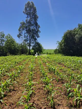 Campo de vegetação com árvores altas sob um céu azul.