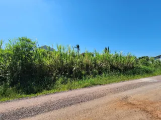 Vista da vegetação densa ao lado de uma estrada de terra sob um céu azul.