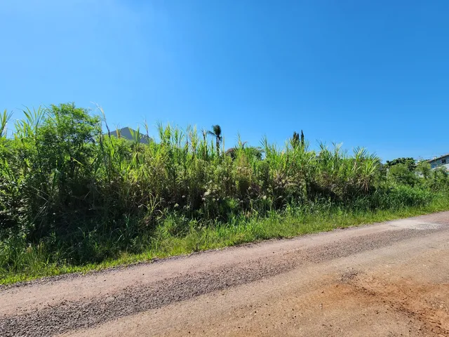 Vista da vegetação densa ao lado de uma estrada de terra sob um céu azul.