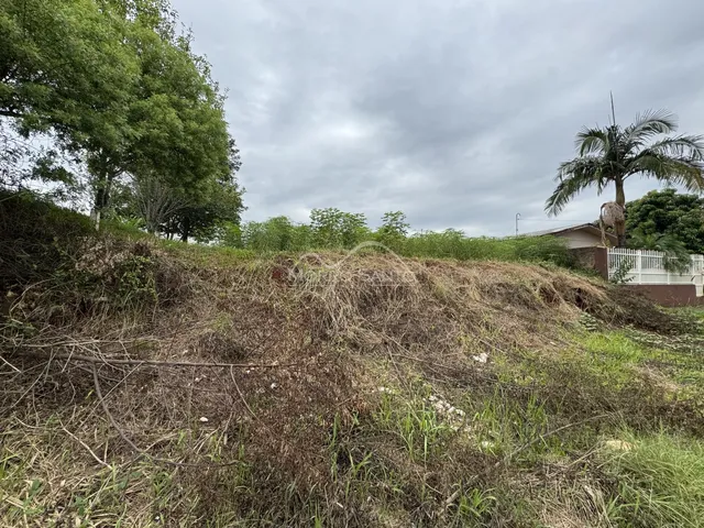 Vista de vegetação seca e grama alta em uma área externa.