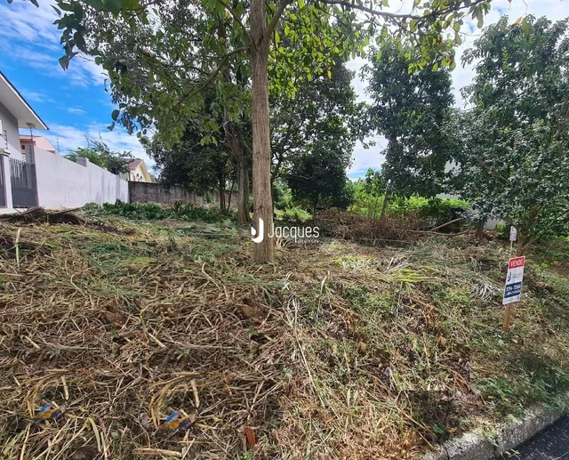 Área externa com vegetação densa e grama alta em um terreno.