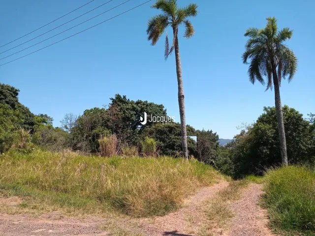 Paisagem de vegetação com palmeiras e um caminho de terra.