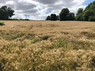 Terreno, foto 1