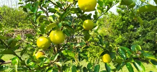 Área rural, foto 21