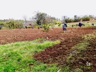 Campo de terra com vegetação rasteira e árvores ao fundo.