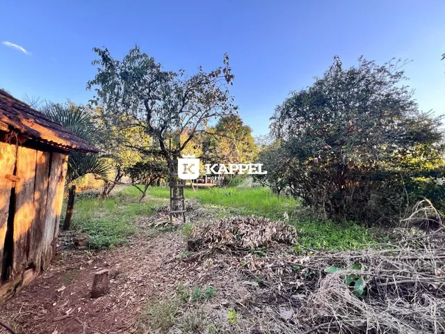 Vista externa mostrando vegetação densa e um caminho de terra.