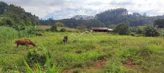 Vista de um campo verde com vegetação e uma construção rústica ao fundo.