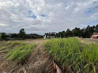 Paisagem de campo com grama alta e árvores ao fundo.