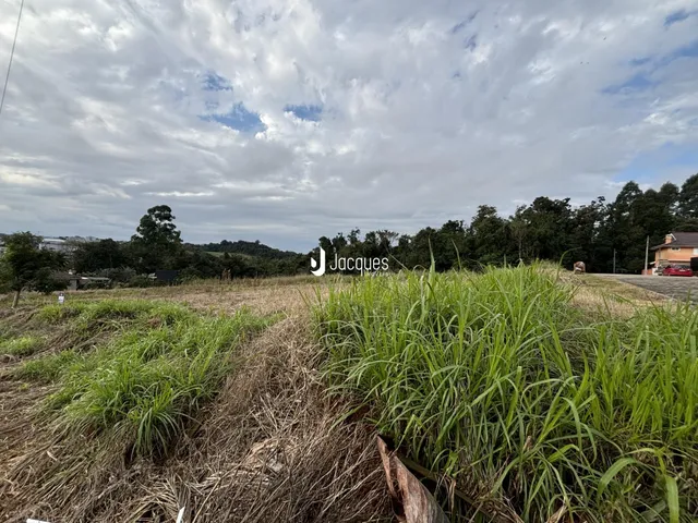 Paisagem de campo com grama alta e árvores ao fundo.