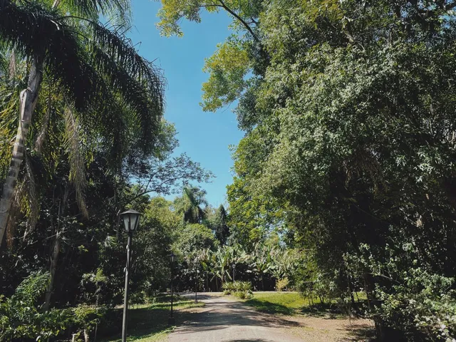 Vista de uma estrada arborizada com vegetação densa.