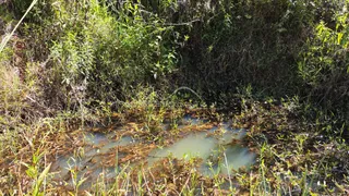 Paisagem natural com vegetação densa e água na área externa.