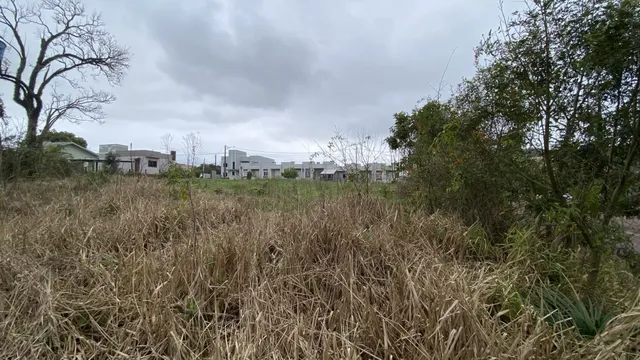 Vista de vegetação seca e grama alta em uma área externa.