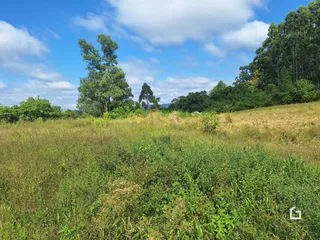 Paisagem de campo com vegetação densa e árvores ao fundo.