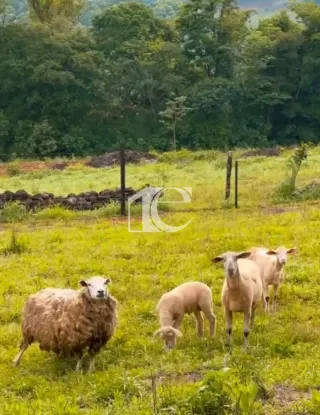 Área rural com 3 dormitórios, foto 9