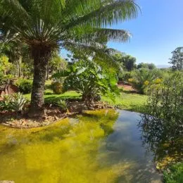 Vista de um corpo d'água com vegetação exuberante em um terreno.