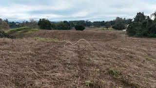 Vista de uma área de campo seco e vegetação rasteira em Lajeado.