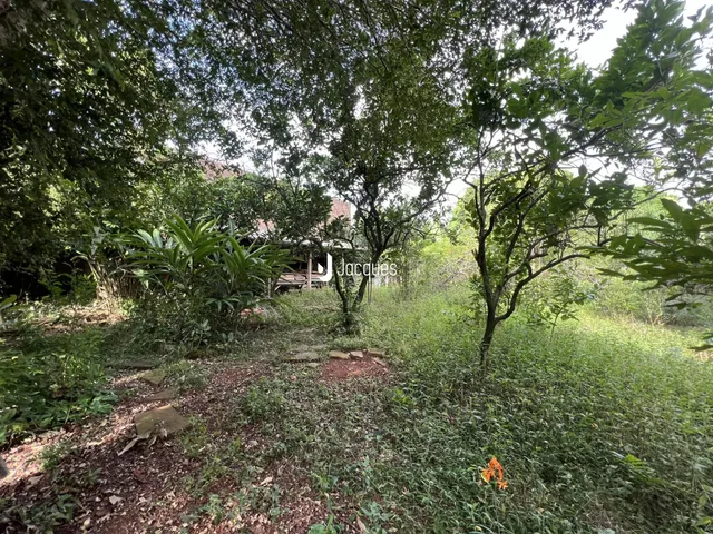 Vista externa de uma área com vegetação densa e grama alta.
