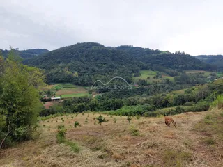 Vista de colinas verdes e vegetação no campo.