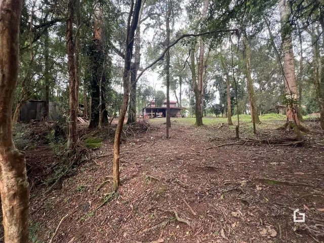 Vista da área de mata e vegetação na propriedade em Lajeado.