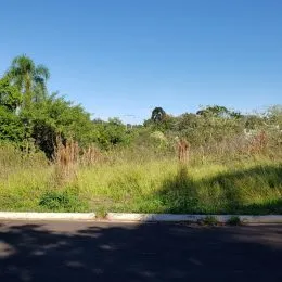 Paisagem de vegetação alta ao lado de uma estrada.