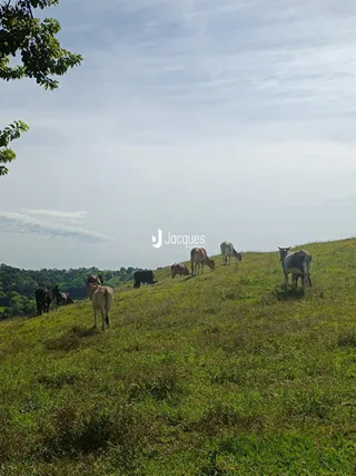Um campo verde com gado pastando em uma colina ao lado de uma paisagem costeira.
