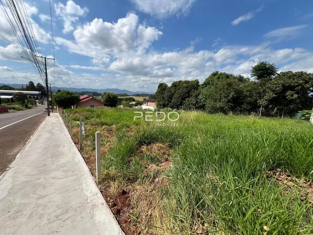 Vista de uma propriedade com vegetação alta ao lado de uma calçada.