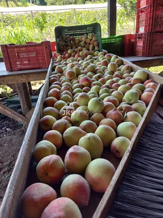 Área rural com 4 dormitórios, foto 8