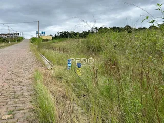 Uma estrada de paralelepípedos margeia uma área de vegetação alta.