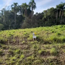 Paisagem de campo gramado com vegetação densa ao fundo.