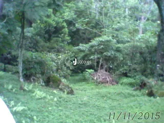Paisagem de vegetação densa com árvores e grama.