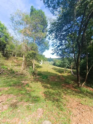 Vista de uma colina verde com vegetação densa na paisagem.