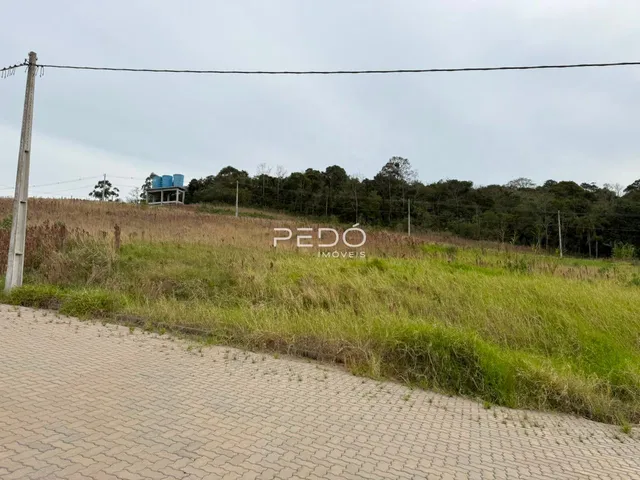 Vista de campo com vegetação alta e estrada no primeiro plano.