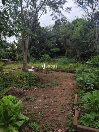 Paisagem de terreno com vegetação densa e terra exposta.