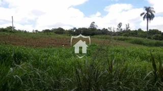 Paisagem de campo verde com vegetação densa no primeiro plano.