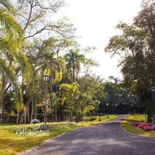 vista de uma estrada arborizada com árvores e postes ao longo do caminho